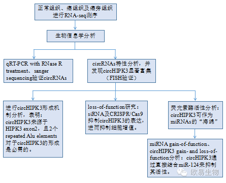 circRNA1