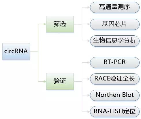 circRNA3