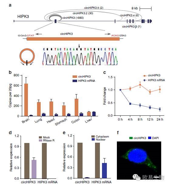 circRNA4