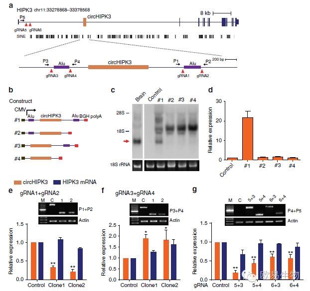 circRNA5