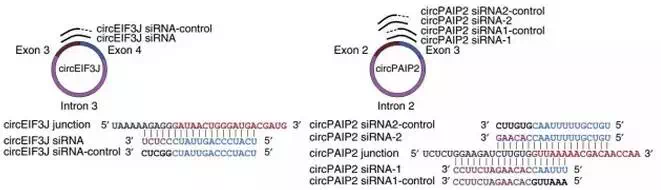 circRNA7