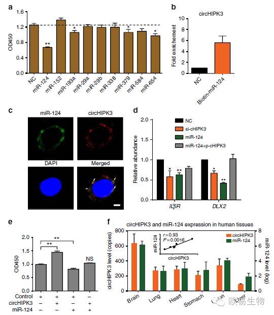 circRNA8