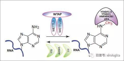 circrna1