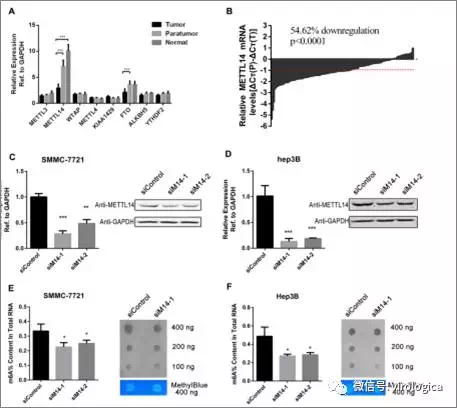 circrna4