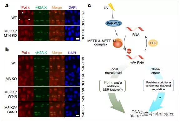 circrna6