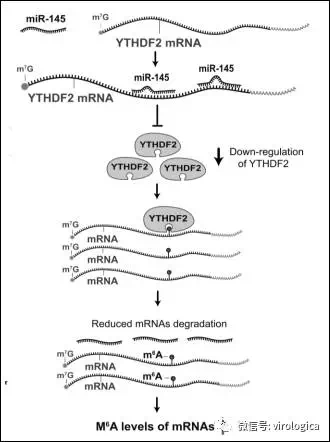 circrna8