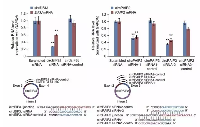 circRNA9