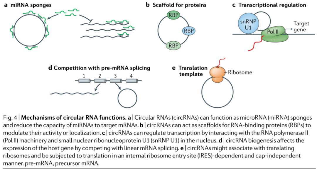 circRNA-18