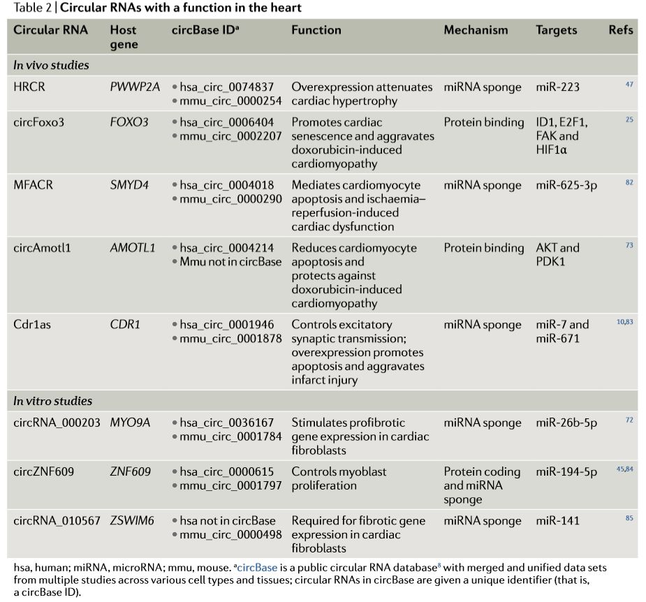 circRNA-19