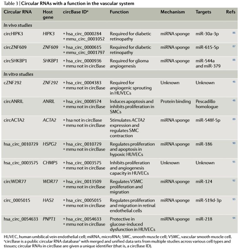 circRNA-20